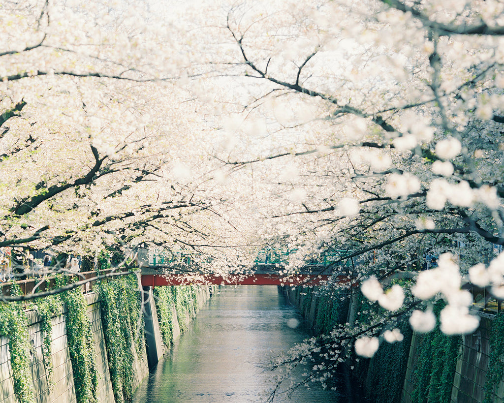 多幸感をもたらす、桜の香り by ランドリン×リンネル